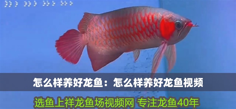 怎么樣養好龍魚：怎么樣養好龍魚視頻