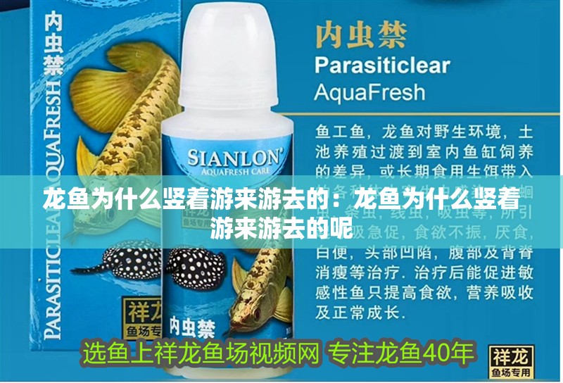 龍魚干蝦有營養嗎 龍魚為什么豎著游來游去的:龍魚為什么豎著游來游去的呢 水族問答 龍魚為什么豎著游來游去的:龍魚為什么豎著游來游去的呢 龍魚為什么豎著游來游去的:龍魚為什么豎著游來游去的呢 水族問答