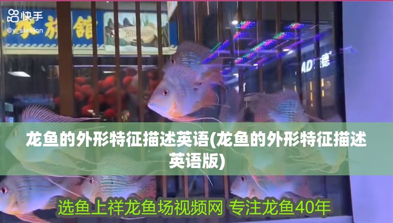 龍魚的外形特征描述英語(龍魚的外形特征描述英語版)