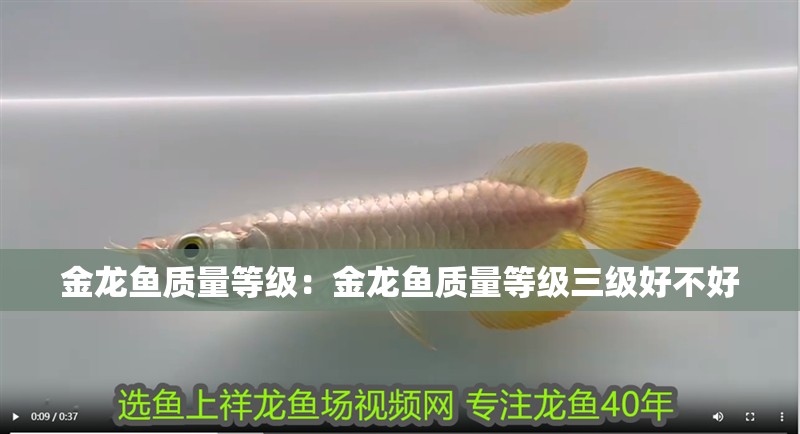 金龍魚質(zhì)量等級(jí)：金龍魚質(zhì)量等級(jí)三級(jí)好不好