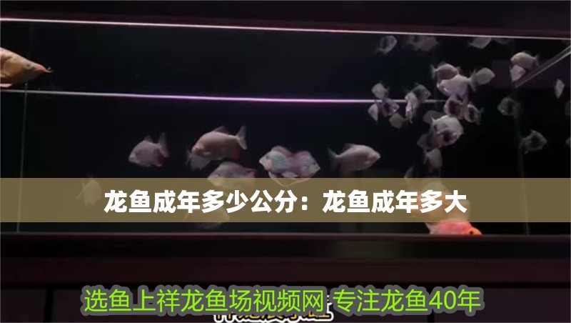 龍魚成年多少公分：龍魚成年多大