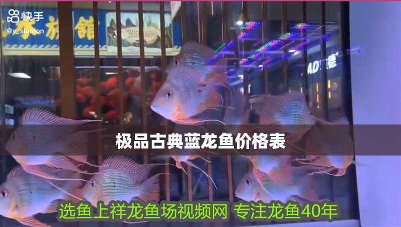 極品古典藍龍魚價格表 龍魚百科 第1張 極品古典藍龍魚價格表 極品古典藍龍魚價格表 龍魚百科 第1張