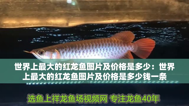 世界上最大的紅龍魚圖片及價格是多少：世界上最大的紅龍魚圖片及價格是多少錢一條
