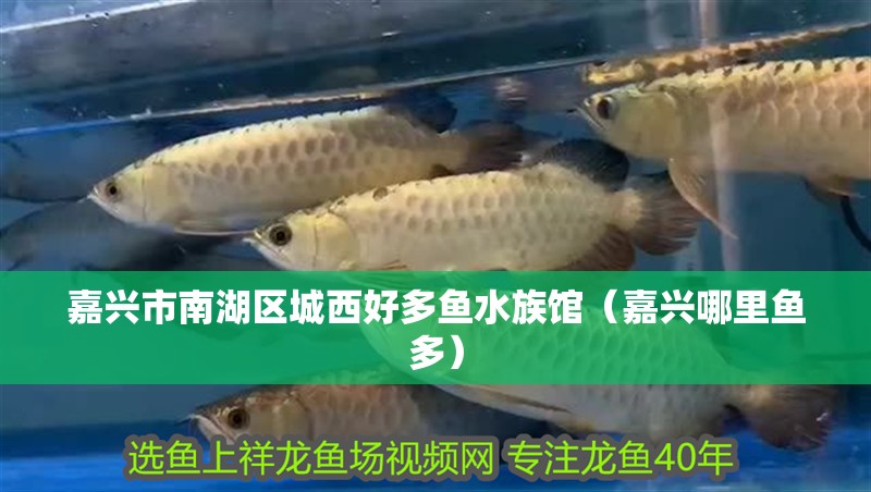 嘉興市南湖區(qū)城西好多魚水族館（嘉興哪里魚多）