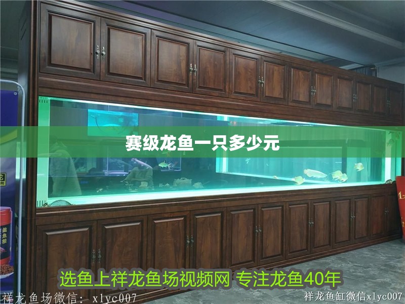 賽級龍魚一只多少元 龍魚百科 第1張 賽級龍魚一只多少元 賽級龍魚一只多少元 龍魚百科 第1張