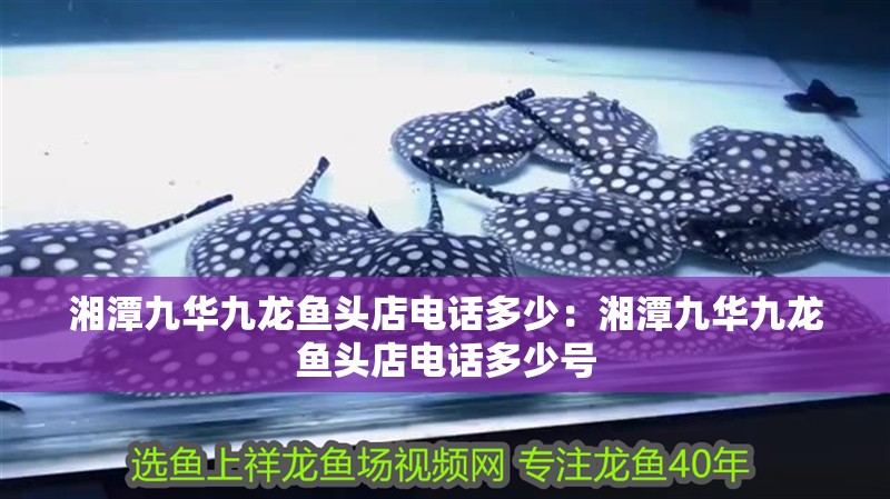 湘潭九華九龍魚頭店電話多少：湘潭九華九龍魚頭店電話多少號