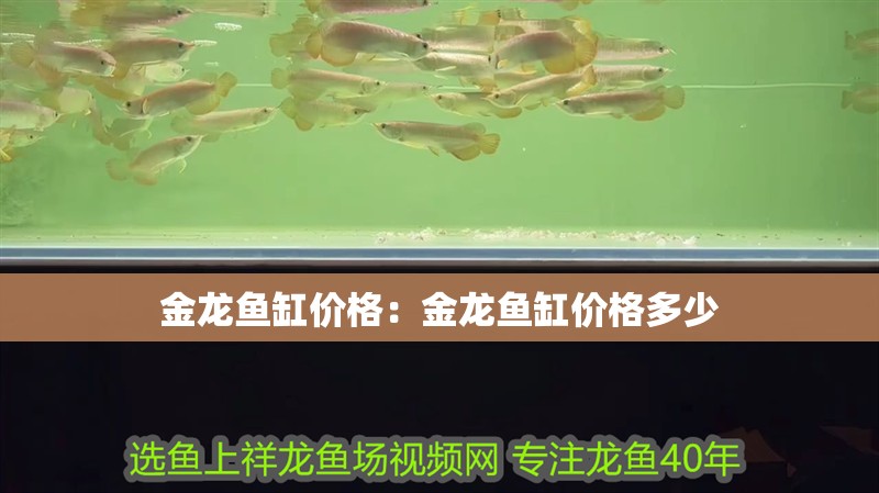 金龍魚缸價格：金龍魚缸價格多少