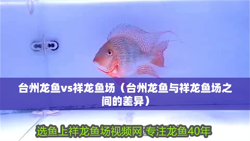 臺州龍魚vs祥龍魚場（臺州龍魚與祥龍魚場之間的差異）