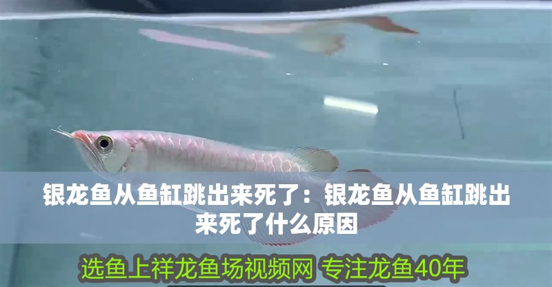 銀龍魚從魚缸跳出來死了：銀龍魚從魚缸跳出來死了什么原因