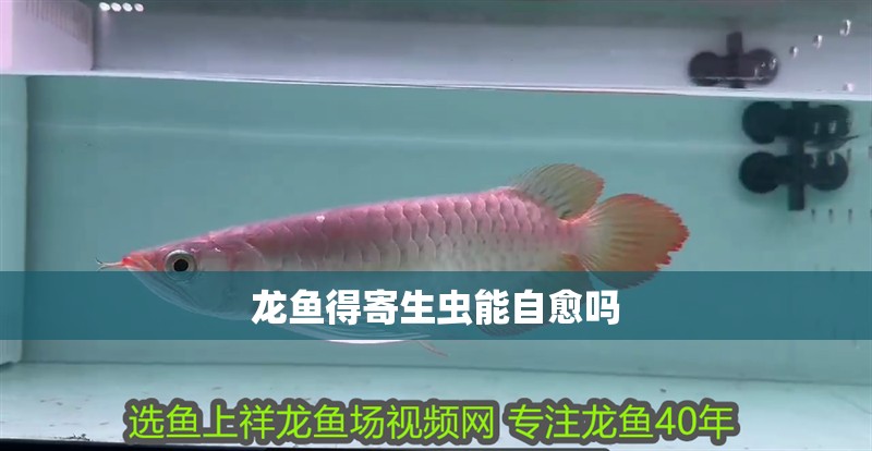 龍魚得寄生蟲能自愈嗎