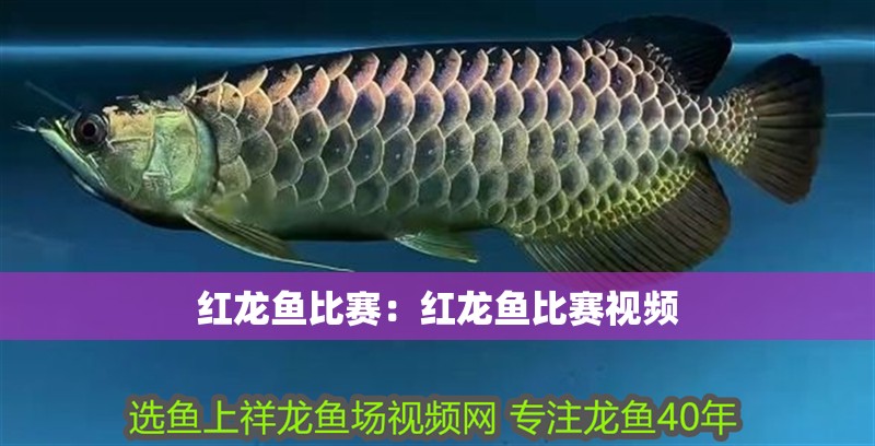 紅龍魚比賽：紅龍魚比賽視頻