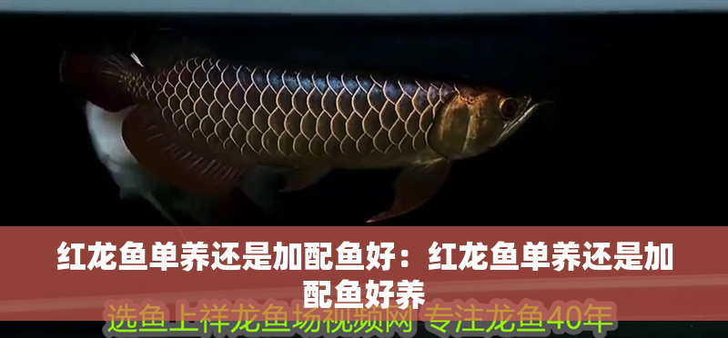 紅龍魚單養還是加配魚好：紅龍魚單養還是加配魚好養