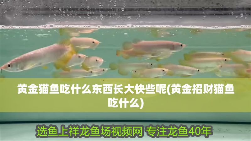 黃金貓魚吃什么東西長大快些呢(黃金招財貓魚吃什么)