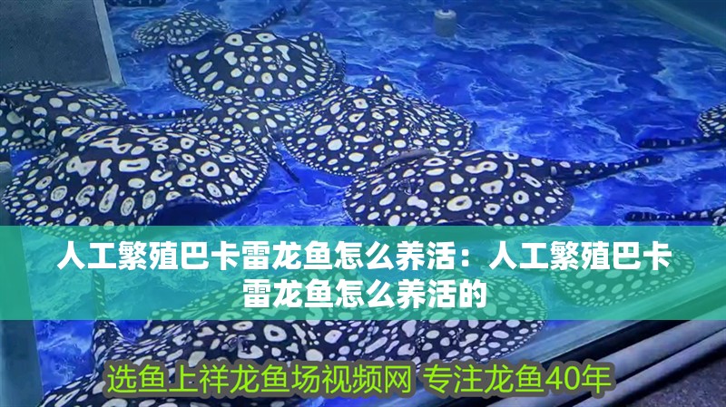 人工繁殖巴卡雷龍魚怎么養活：人工繁殖巴卡雷龍魚怎么養活的