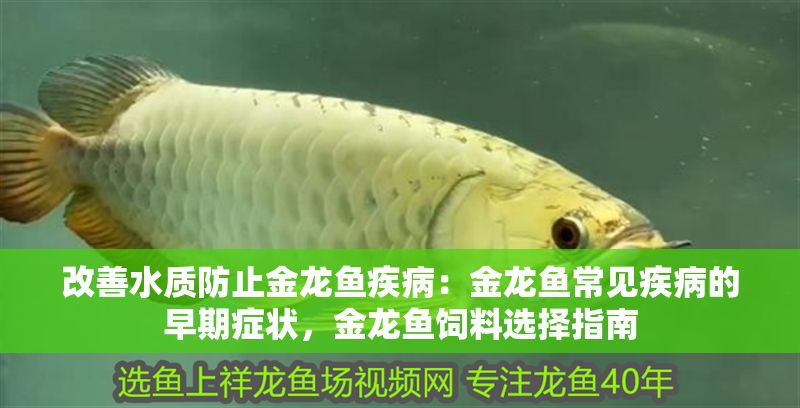改善水質防止金龍魚疾病：金龍魚常見疾病的早期癥狀，金龍魚飼料選擇指南