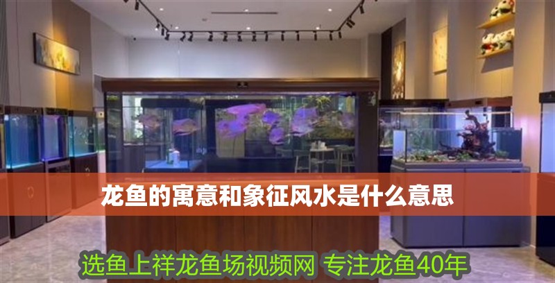 龍魚的寓意和象征風(fēng)水是什么意思