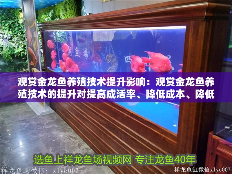 觀賞金龍魚養殖技術提升影響：觀賞金龍魚養殖技術的提升對提高成活率、降低成本、降低成本