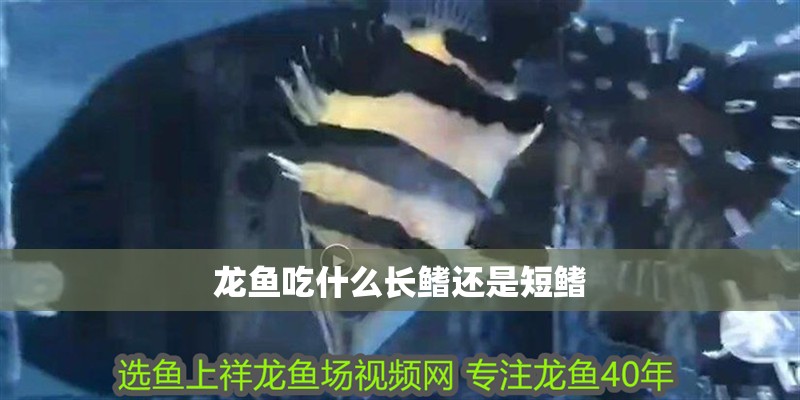 龍魚吃什么長鰭還是短鰭