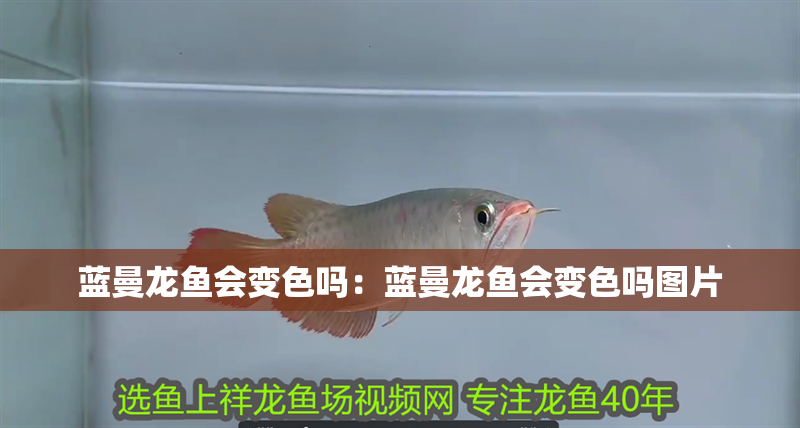 藍曼龍魚會變色嗎：藍曼龍魚會變色嗎圖片
