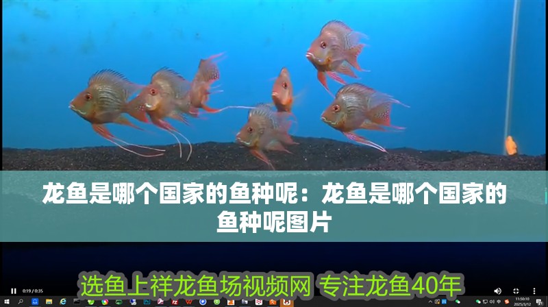 龍魚是哪個國家的魚種呢：龍魚是哪個國家的魚種呢圖片