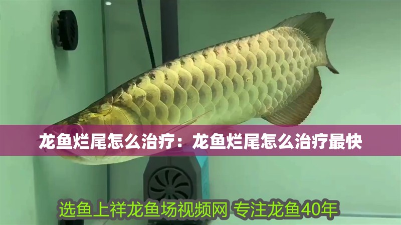 龍魚爛尾怎么治療：龍魚爛尾怎么治療最快