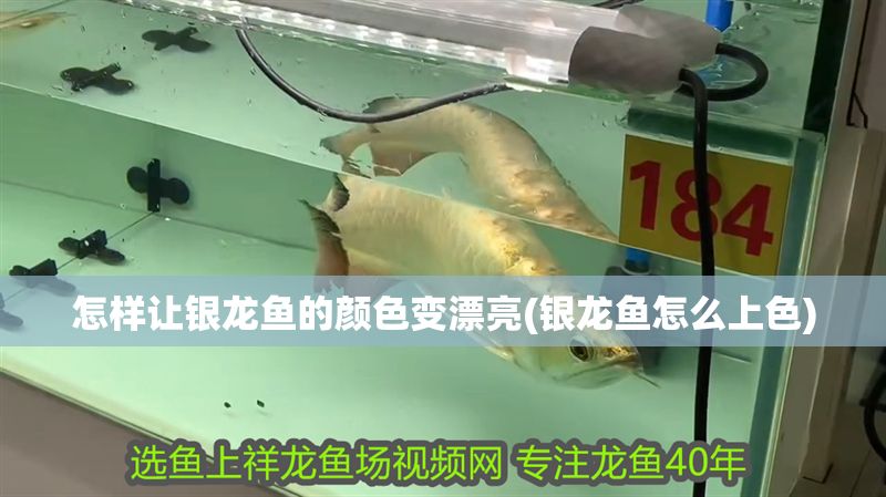 怎樣讓銀龍魚的顏色變漂亮(銀龍魚怎么上色) 怎樣讓銀龍魚的顏色變漂亮(銀龍魚怎么上色) 銀龍魚百科 第1張