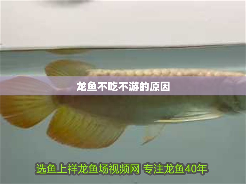 龍魚不吃不游的原因