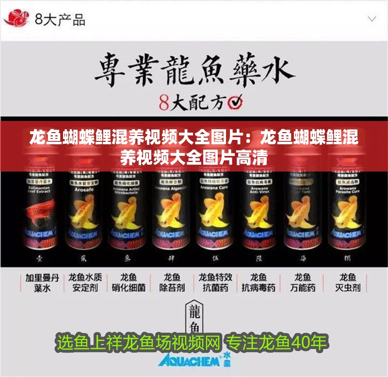 龍魚蝴蝶鯉混養視頻大全圖片：龍魚蝴蝶鯉混養視頻大全圖片高清