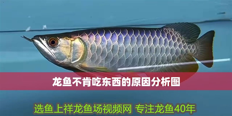 龍魚不肯吃東西的原因分析圖