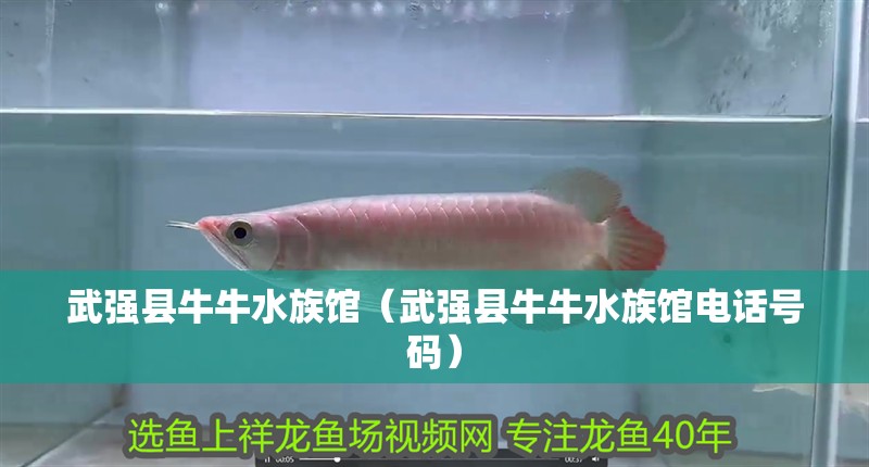 武強縣牛牛水族館（武強縣牛牛水族館電話號碼）
