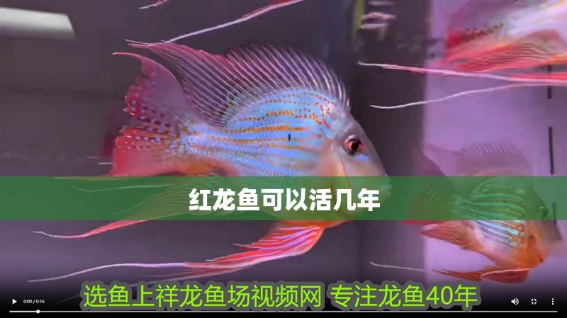紅龍魚可以活幾年
