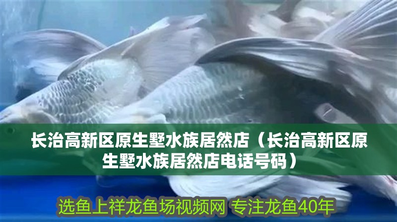 長治高新區原生墅水族居然店（長治高新區原生墅水族居然店電話號碼）
