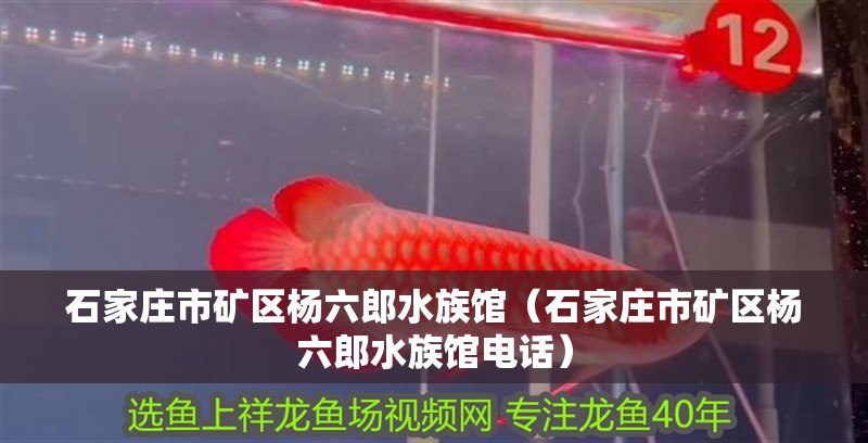 石家莊市礦區(qū)楊六郎水族館（石家莊市礦區(qū)楊六郎水族館電話）
