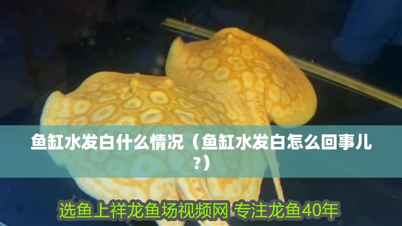 魚缸水發(fā)白什么情況（魚缸水發(fā)白怎么回事兒?）