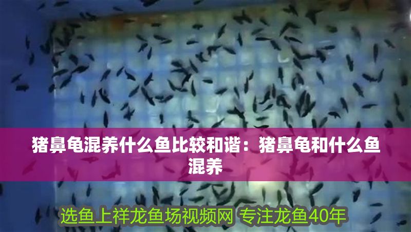 豬鼻龜混養什么魚比較和諧：豬鼻龜和什么魚混養