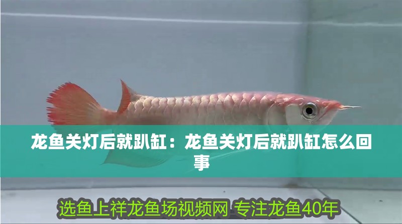 龍魚關(guān)燈后就趴缸：龍魚關(guān)燈后就趴缸怎么回事