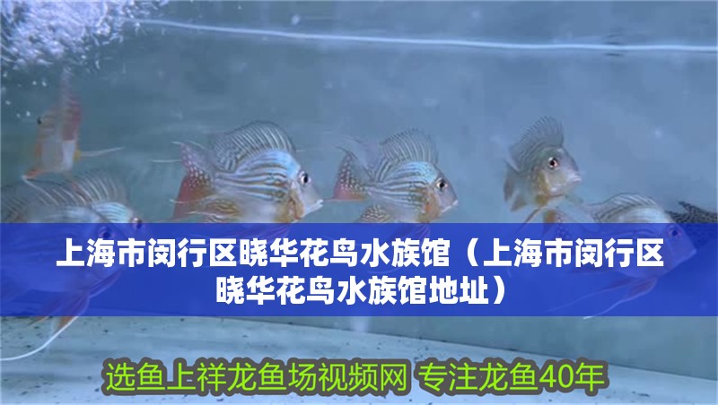 上海市閔行區曉華花鳥水族館（上海市閔行區曉華花鳥水族館地址）