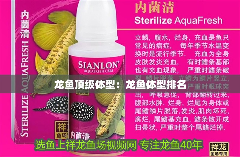 龍魚頂級(jí)體型：龍魚體型排名
