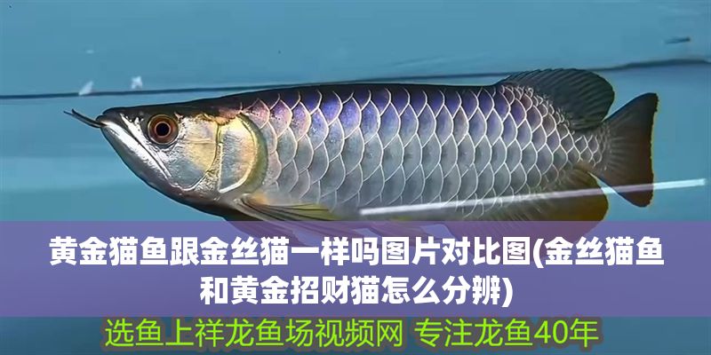 黃金貓魚跟金絲貓一樣嗎圖片對比圖(金絲貓魚和黃金招財貓怎么分辨)