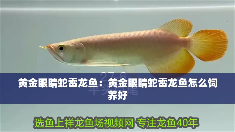 黃金眼睛蛇雷龍魚：黃金眼睛蛇雷龍魚怎么飼養好