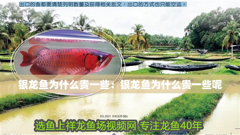 銀龍魚為什么貴一些：銀龍魚為什么貴一些呢