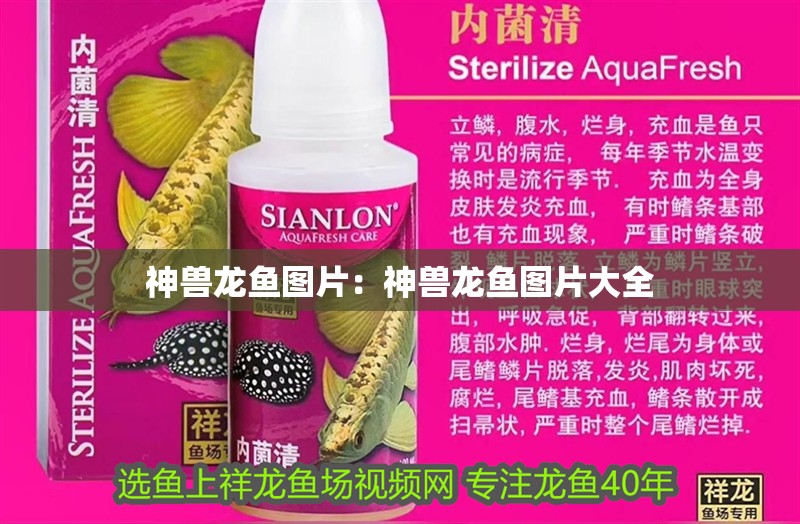神獸龍魚圖片：神獸龍魚圖片大全