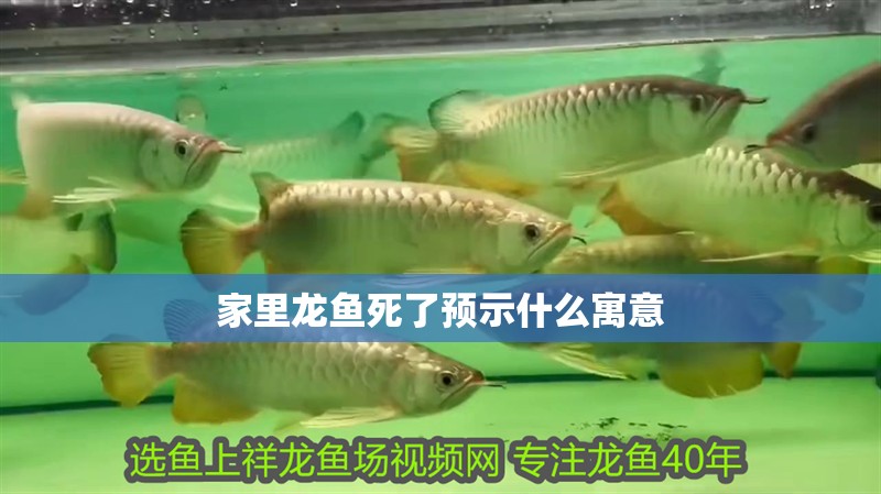 家里龍魚死了預(yù)示什么寓意