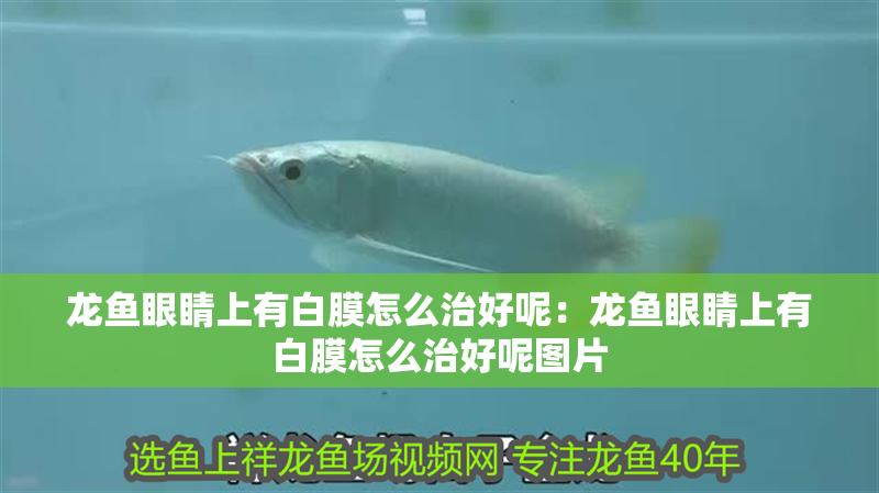 龍魚眼睛上有白膜怎么治好呢：龍魚眼睛上有白膜怎么治好呢圖片