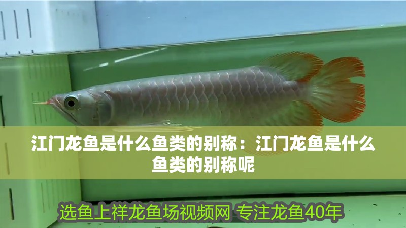 江門龍魚是什么魚類的別稱：江門龍魚是什么魚類的別稱呢