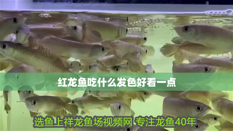 紅龍魚吃什么發色好看一點