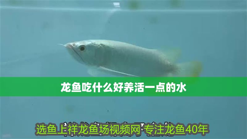 龍魚吃什么好養活一點的水