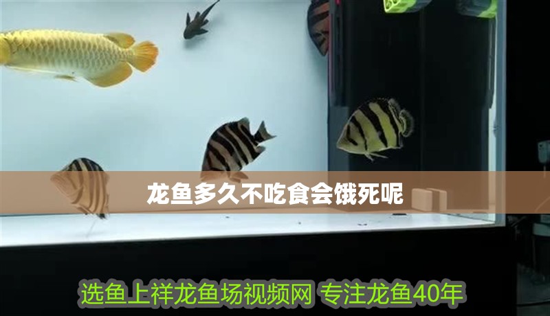 龍魚多久不吃食會餓死呢