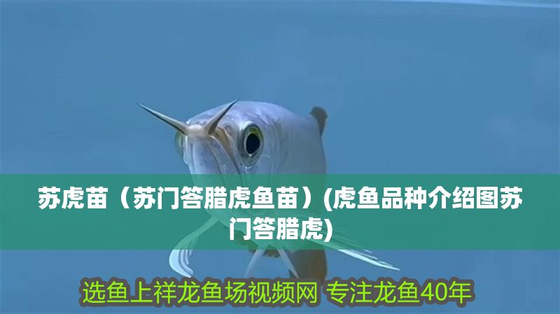 蘇虎苗（蘇門答臘虎魚苗）(虎魚品種介紹圖蘇門答臘虎)