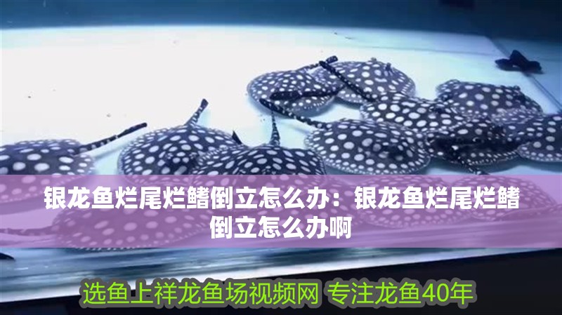 銀龍魚爛尾爛鰭倒立怎么辦：銀龍魚爛尾爛鰭倒立怎么辦啊